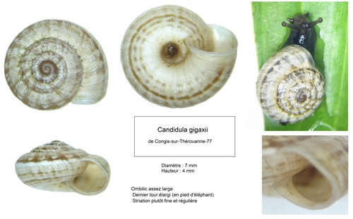 eccentric snail