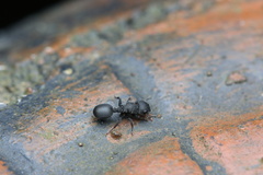 Cataulacus granulatus