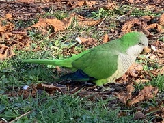 Myiopsitta monachus
