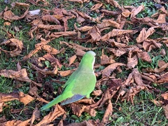Myiopsitta monachus
