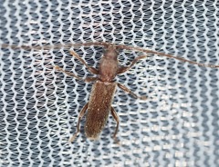 Geropa concolor