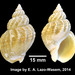 Common Whelk - Photo 

Eric A. Lazo-Wasem, no known copyright restrictions (public domain)