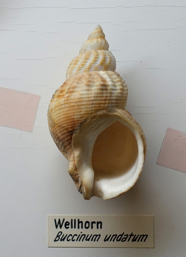 Common Whelk