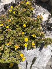 Aspalathus marginata