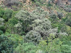 Brachylaena rotundata