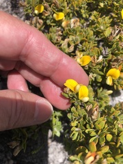 Aspalathus marginata