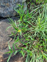 Commelina africana barberae
