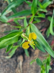 Commelina africana barberae