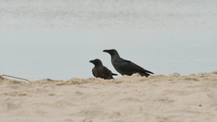 Corvus splendens