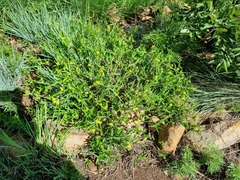 Commelina africana barberae