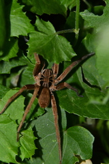 Ancylometes concolor