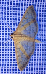 Patania balteata