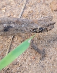 Rieppeleon kerstenii