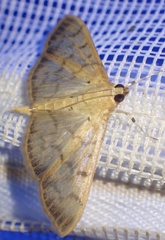 Patania balteata
