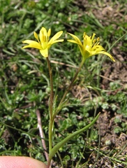 Gagea nevadensis