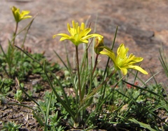 Gagea nevadensis