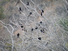 Curaeus curaeus curaeus