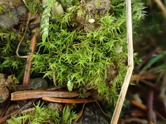 Dicranella staphylina