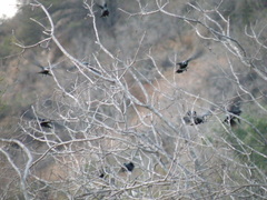 Curaeus curaeus curaeus