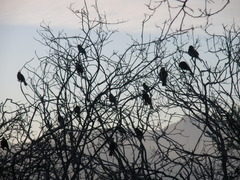 Curaeus curaeus curaeus