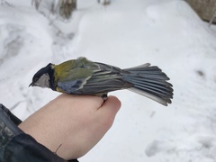 Parus major major