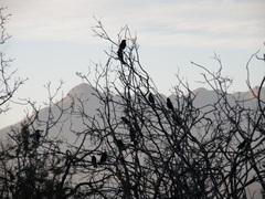 Curaeus curaeus curaeus