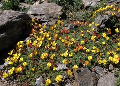 Lotus corniculatus glacialis