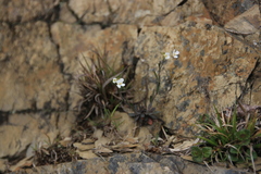 Arabis serrata