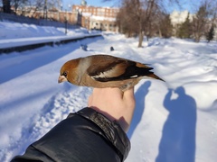 Coccothraustes coccothraustes coccothraustes