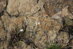 Arabis serrata