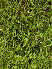 Pterigynandrum filiforme