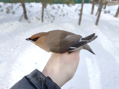 Bombycilla garrulus garrulus