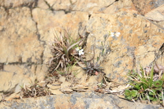 Arabis serrata