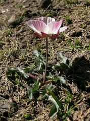 Ranunculus acetosellifolius