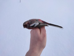 Carpodacus sibiricus sibiricus