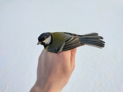 Parus major major