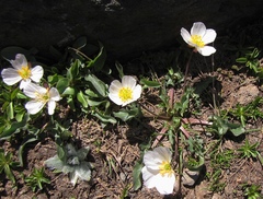 Ranunculus acetosellifolius