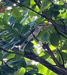 Mimus gilvus magnirostris