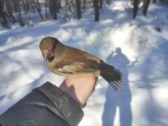 Coccothraustes coccothraustes coccothraustes