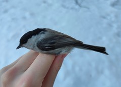 Poecile montanus uralensis