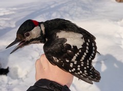 Dendrocopos major brevirostris