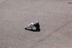 Columba livia domestica