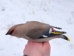 Bombycilla garrulus garrulus