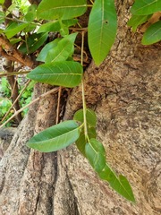 Ficus ingens