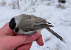 Poecile palustris brevirostris