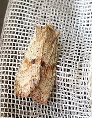 Lithophane patefacta