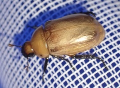 Scarabaeidae