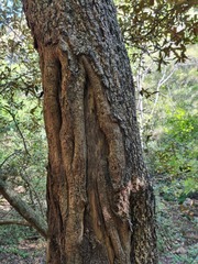 Dombeya rotundifolia