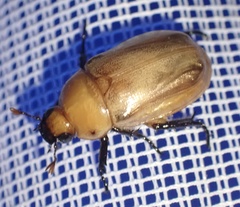 Scarabaeidae