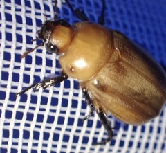 Scarabaeidae